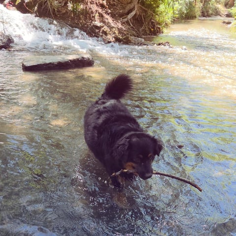 Black dog wading in shallow stream with rocks and overgrown banks