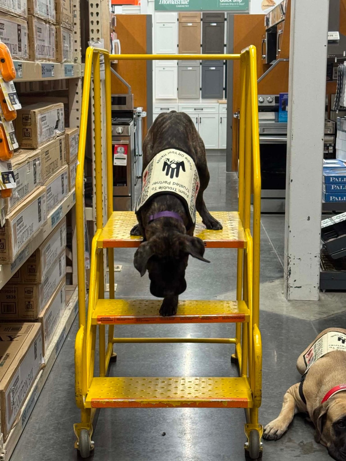 Black brindle dog wearing service vest standing on a yellow hand truck in a hardware store aisle