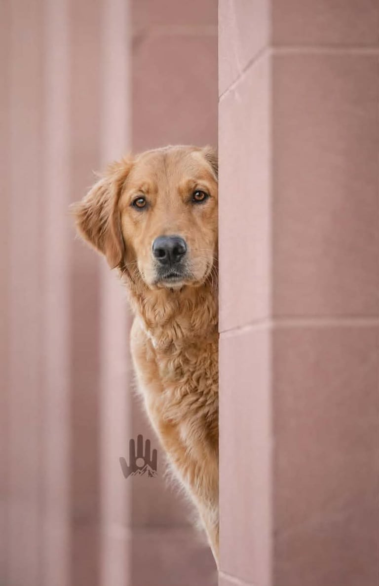 Golden Labrador peeking around pink wall corner with curious expression and paw visible
