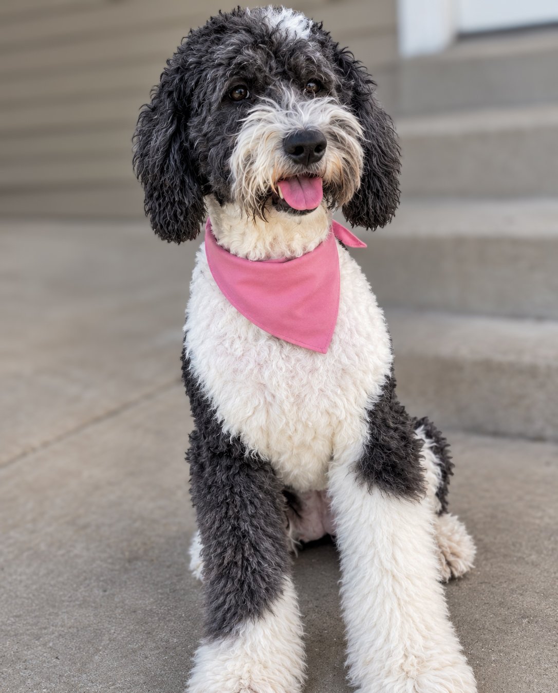 Black and white Doodle dog sitting on pavement wearing a pink bandana, smiling at camera