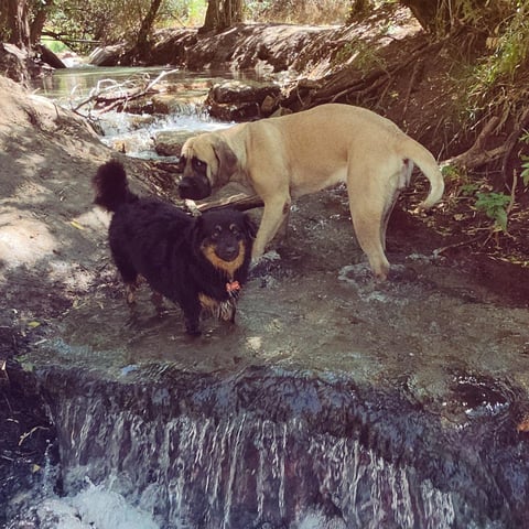 Two dogs meeting by a creek in a wooded area with a light-colored dog and a black dog with tan markings