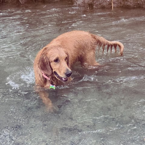 Golden Retriever wading in shallow water, wearing a green collar, with muddy ground visible in background