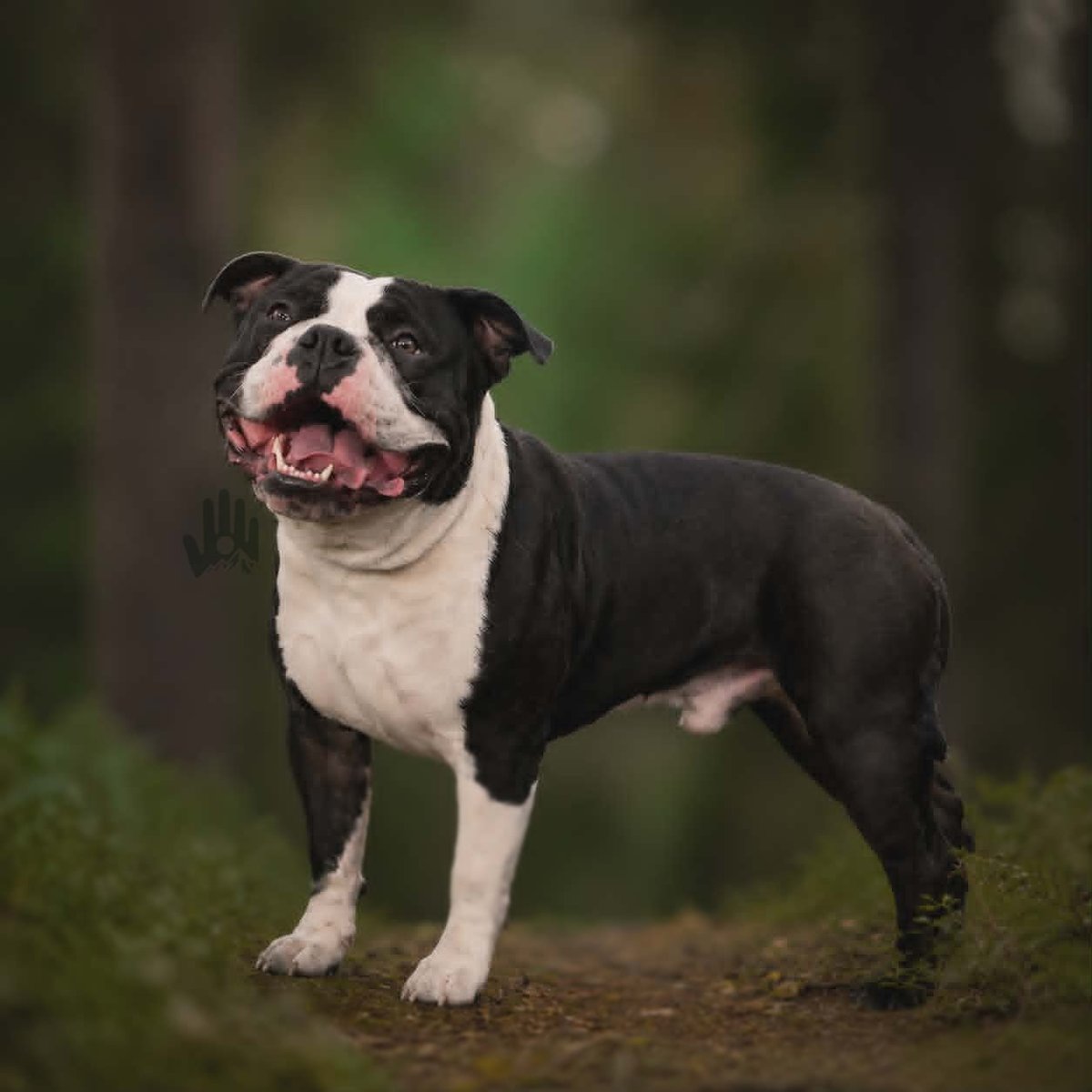 Black and white pit bull terrier standing on dirt path with blurred green forest background