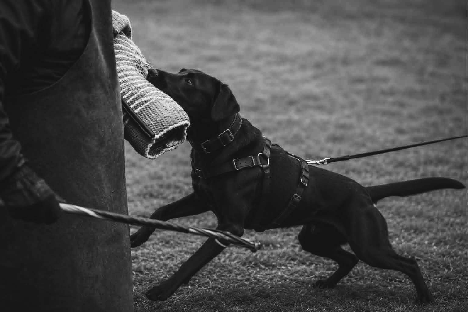 Black dog on leash jumping up to greet persons outstretched arm in black and white photo