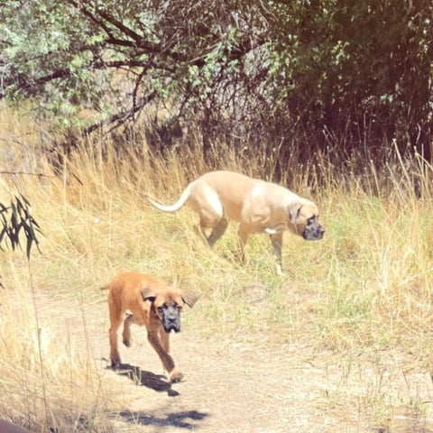 Two dogs walking on a dirt path surrounded by tall grass and trees in a natural outdoor setting