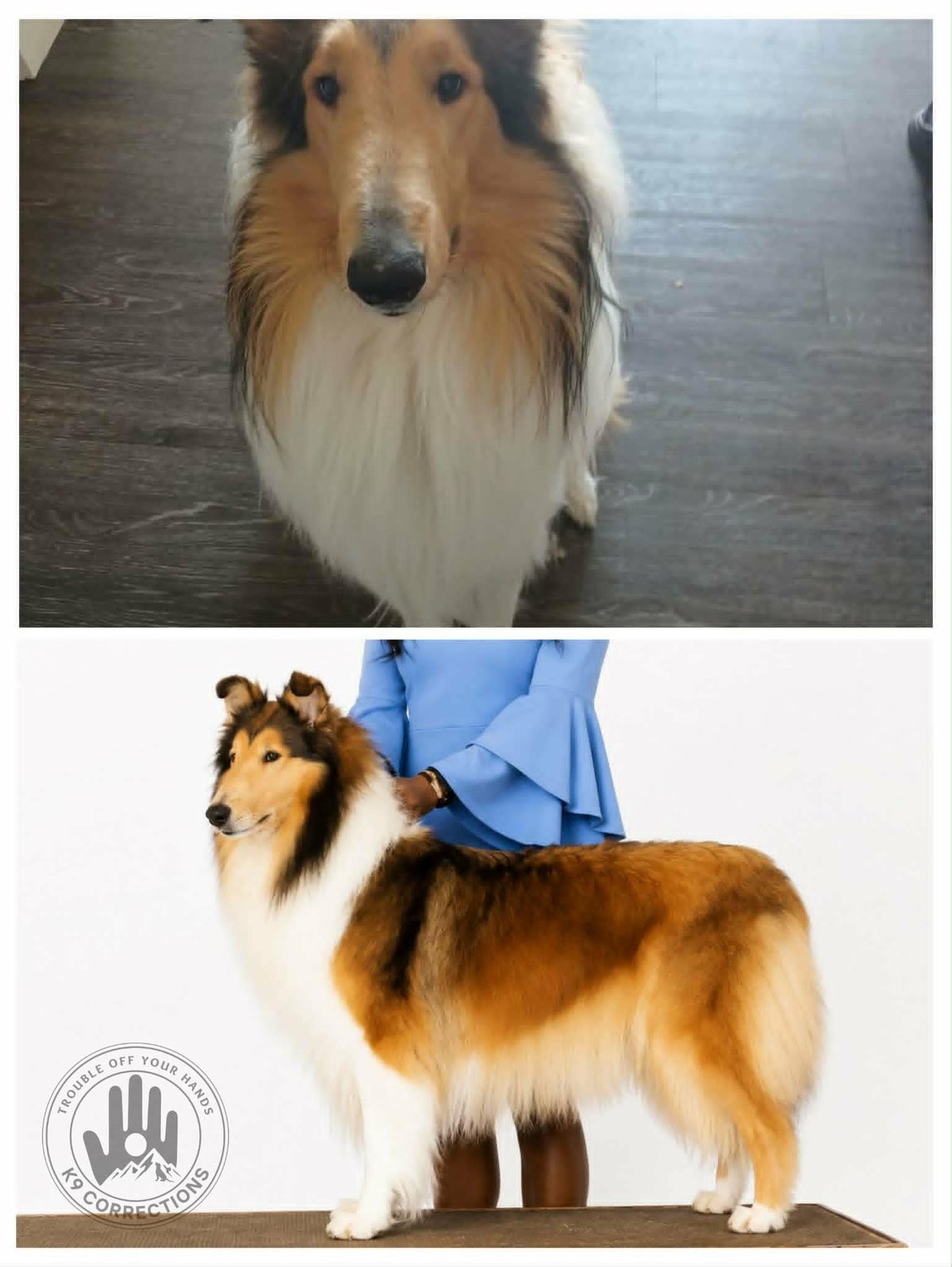 Rough Collie dog shown in two views: head portrait and full body profile standing pose with handler in blue