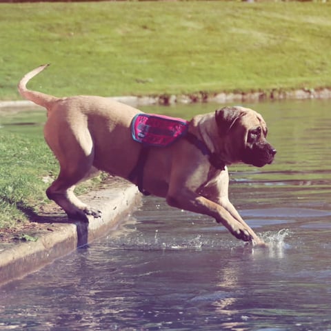 Brown dog wearing a pink harness wading into a shallow stream with green grass and trees in the background