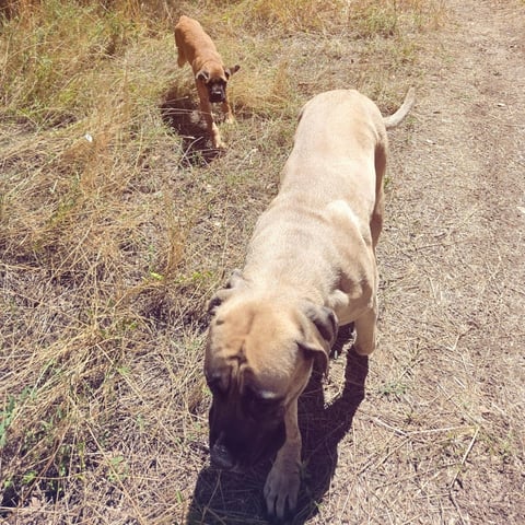 Two dogs walking on a dirt road, one brown dog in background and one tan dog in foreground