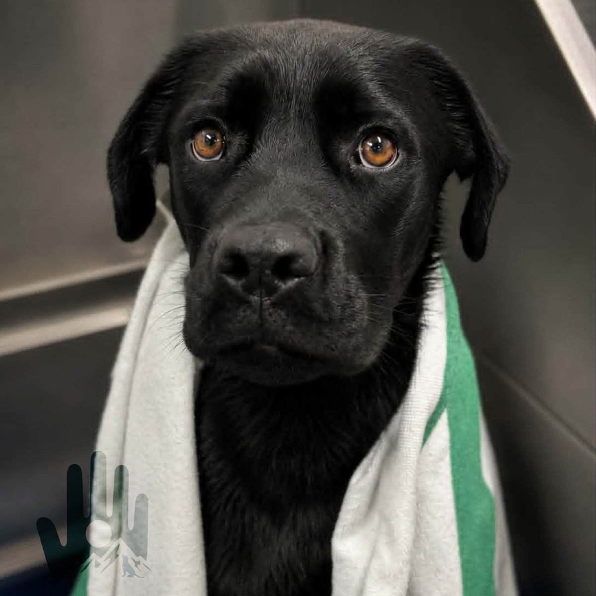 Black Labrador Retriever wearing white and green towel around neck, looking at camera with amber eyes