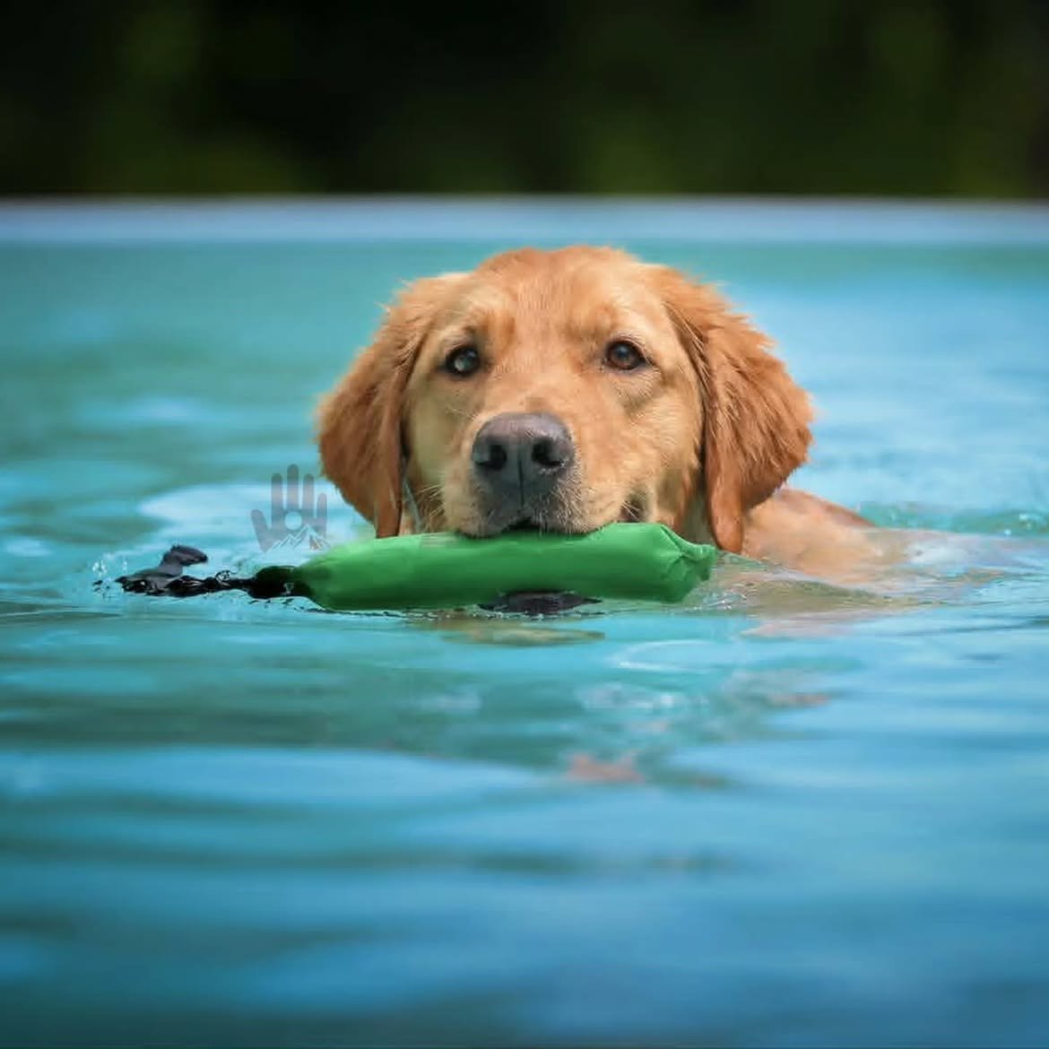Golden Retriever swimming in blue pool water, carrying a green toy in its mouth