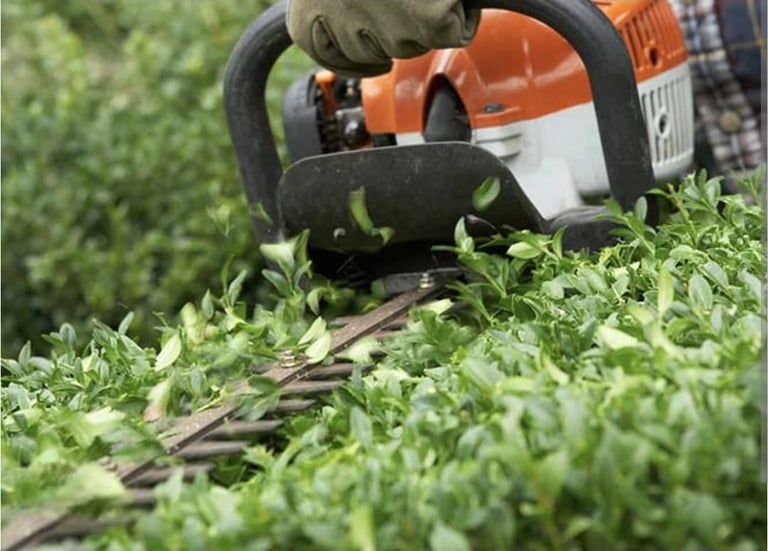 Person using orange and black hedge trimmer to cut green shrub or hedge in garden