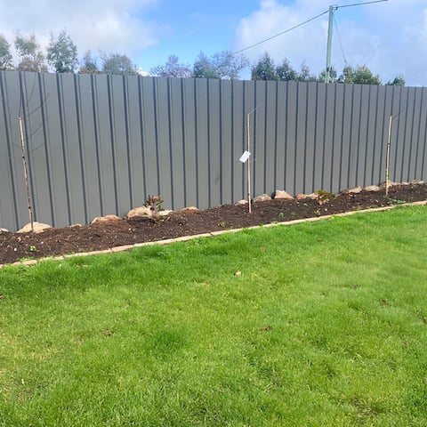 Green lawn with corrugated metal fence, mulch border, and forested background under blue sky