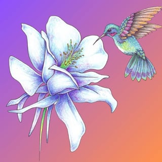 Colorful illustration of a hummingbird hovering near a delicate white and purple flower against a gradient pink and purple background