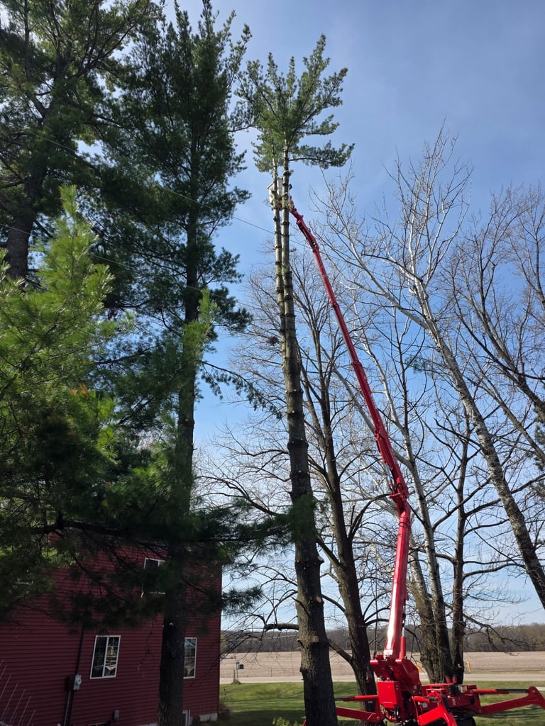 Tall pine tree being cut by red wood-trimming machinery next to a brick house in a rural setting
