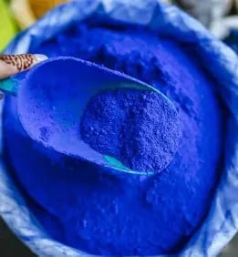 Close-up of a bee collecting bright blue pollen from inside a blue flower