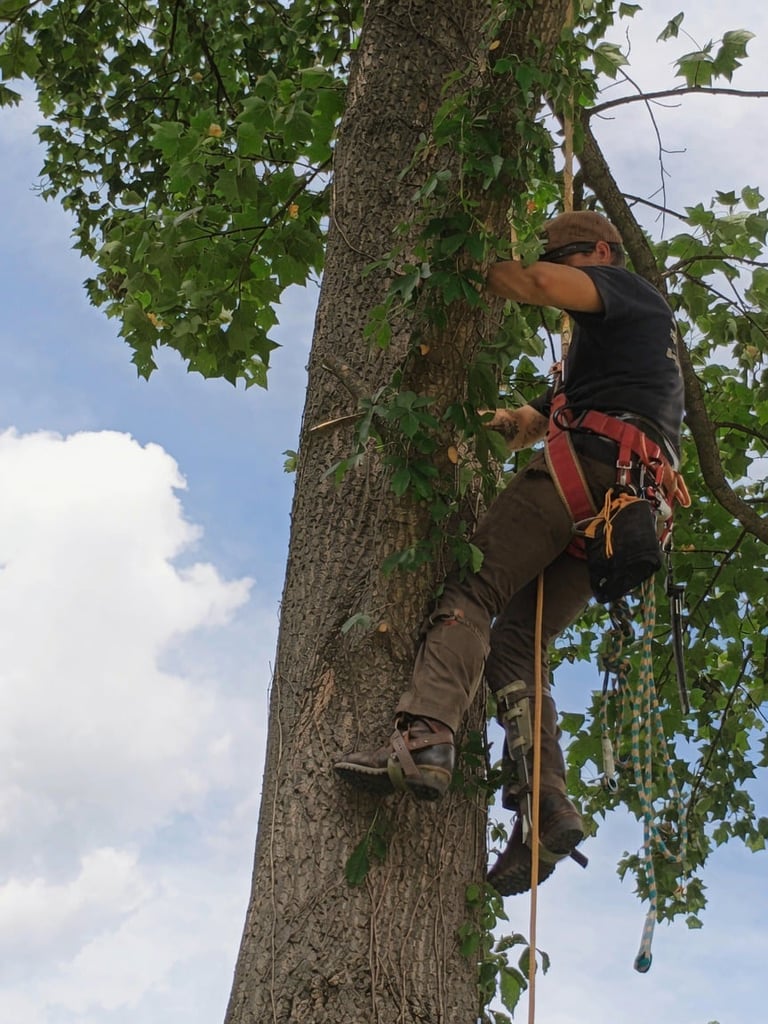 Tree climber in safety gear ascending a large tree trunk with climbing ropes against a blue sky