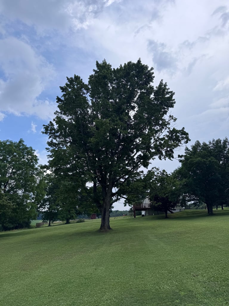 Large leafy tree standing alone in a green grass field with blue sky and clouds, surrounded by distant trees