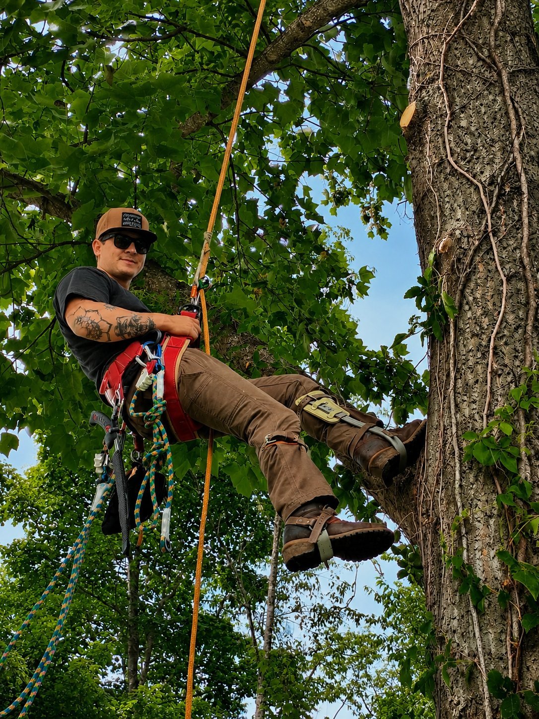Tree climber in safety harness ascending a tall tree trunk with climbing equipment