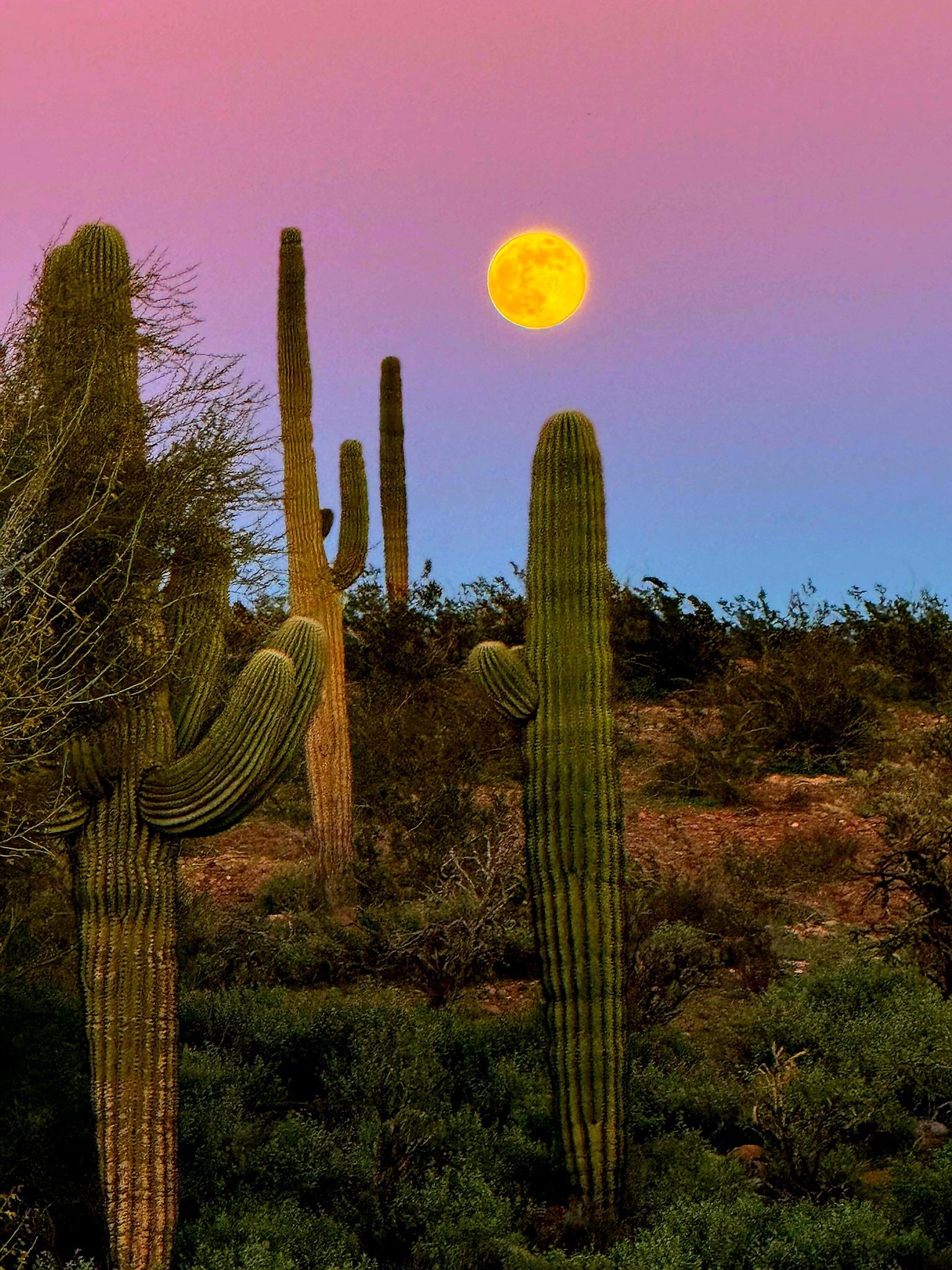 Saguaro cacti in the Arizona desert at sunset with a pink and purple sky — Touch of Excellence Arizona service